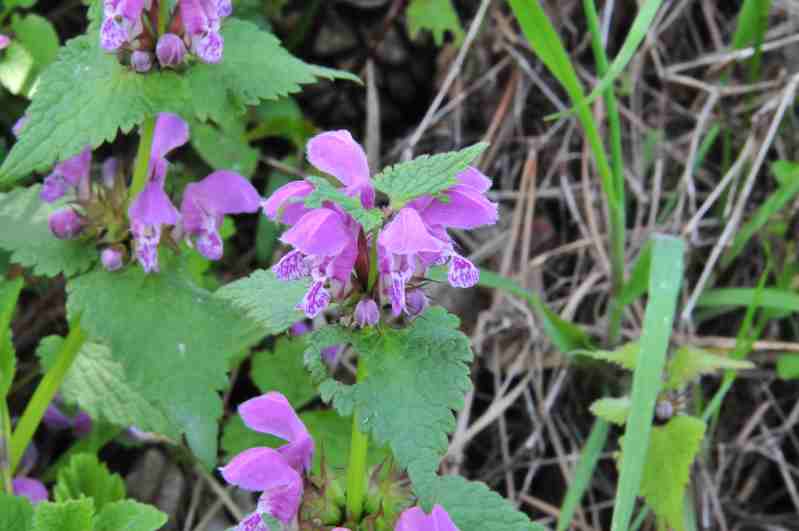 Lamium maculatum